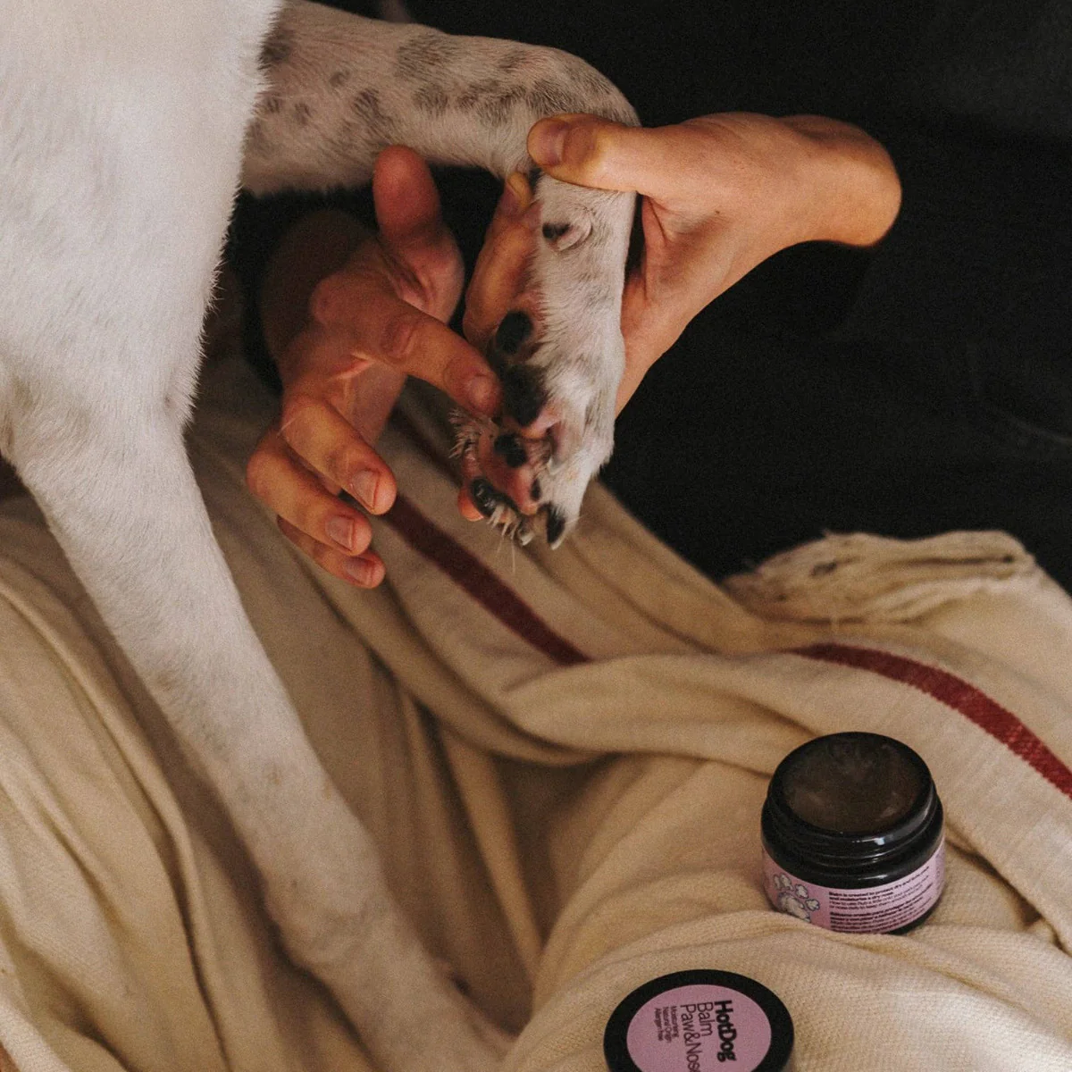 Dog Balm Protect - Image 4